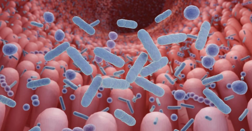 Test Sul Microbiota3A Raccomand