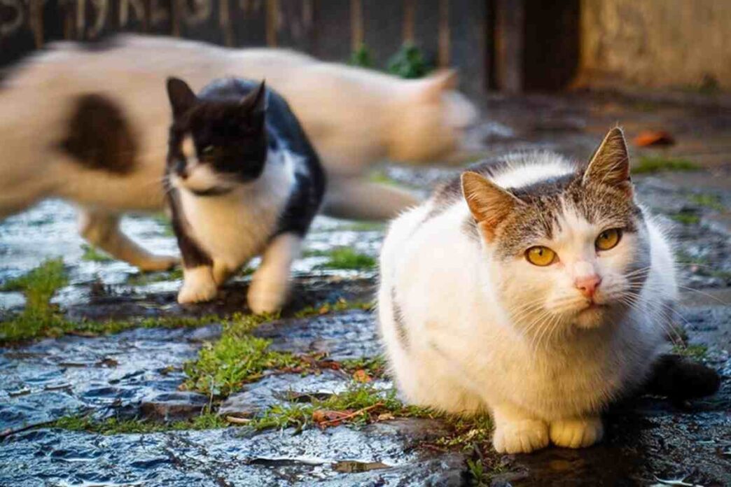 Tre Gatti Uccisi Al Parco Rosm