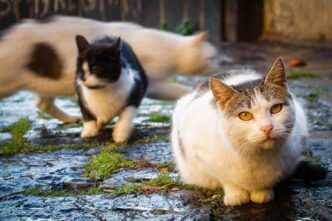 Tre Gatti Uccisi Al Parco Rosm