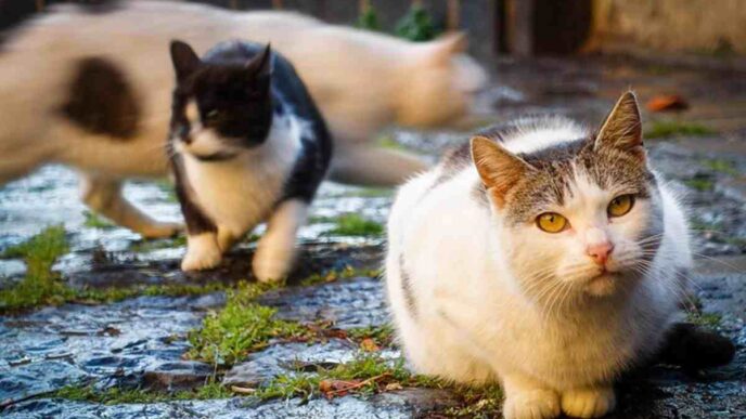 Tre Gatti Uccisi Al Parco Rosm
