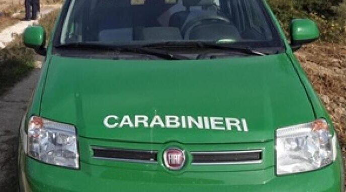 Trovata Carcassa Di Lupo A Fra