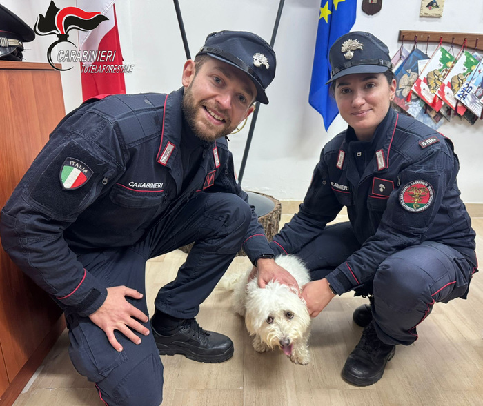 Un Cucciolo Maltese Ritrovato