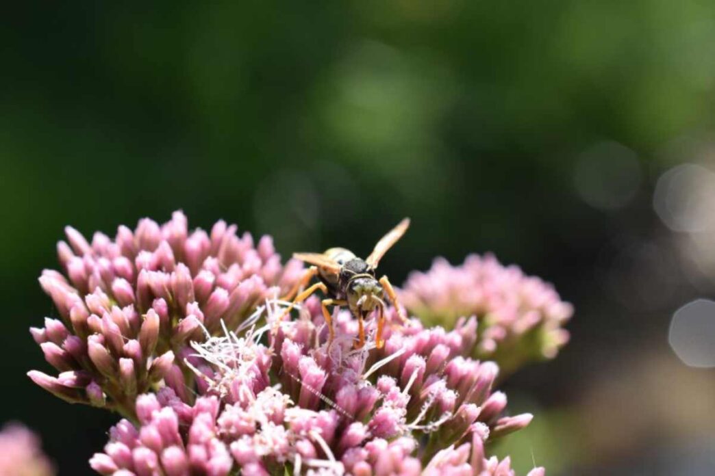 Borgo Immerso Nella Natura