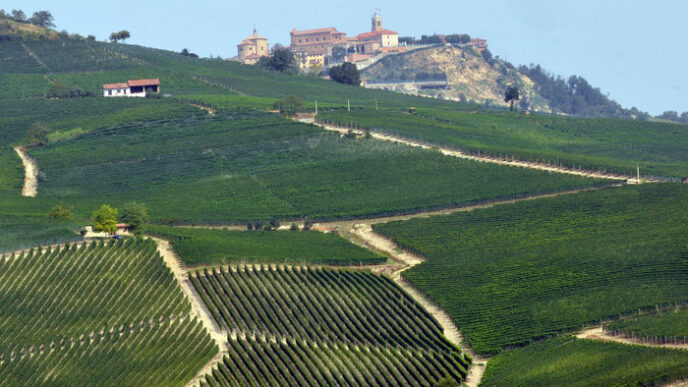 Vendemmia 2024 In Piemonte3A Un