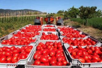 Accordo Sul Pomodoro In Emilia