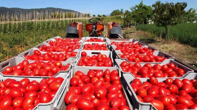 Accordo Sul Pomodoro In Emilia