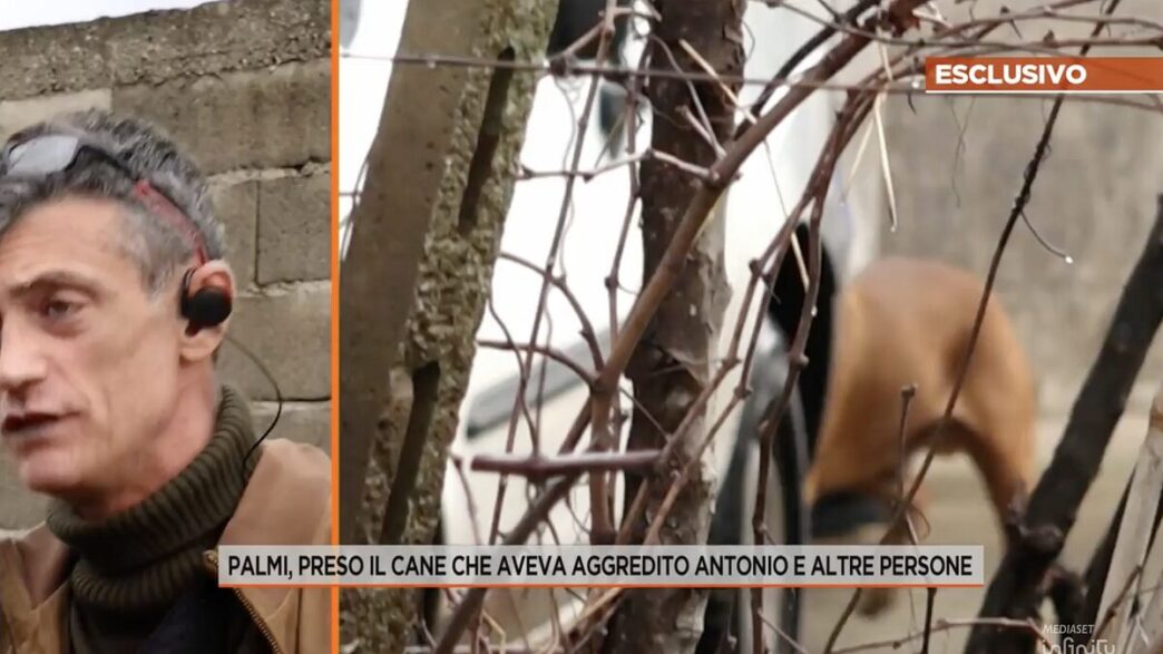 Aggressione Animale3A Il Raccon