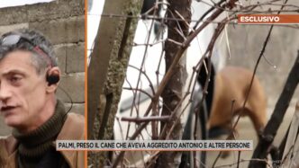 Aggressione Animale3A Il Raccon
