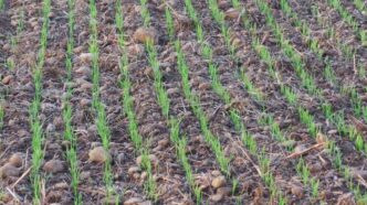 Agricoltori Delle Marche In Al