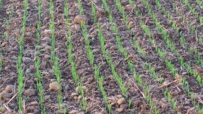 Agricoltori Delle Marche In Al