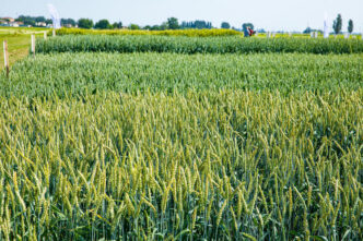 Agricoltura Biologica In Campa
