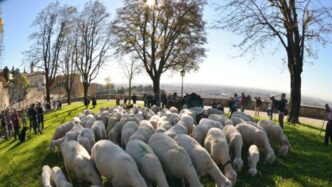 Allerta Sanitaria In Viterbo3A