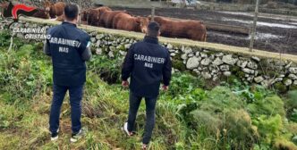 Arrestato Allevatore Per Sommi