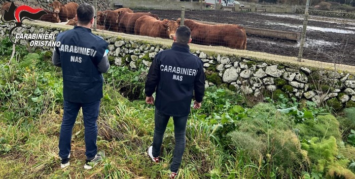 Arrestato Allevatore Per Sommi