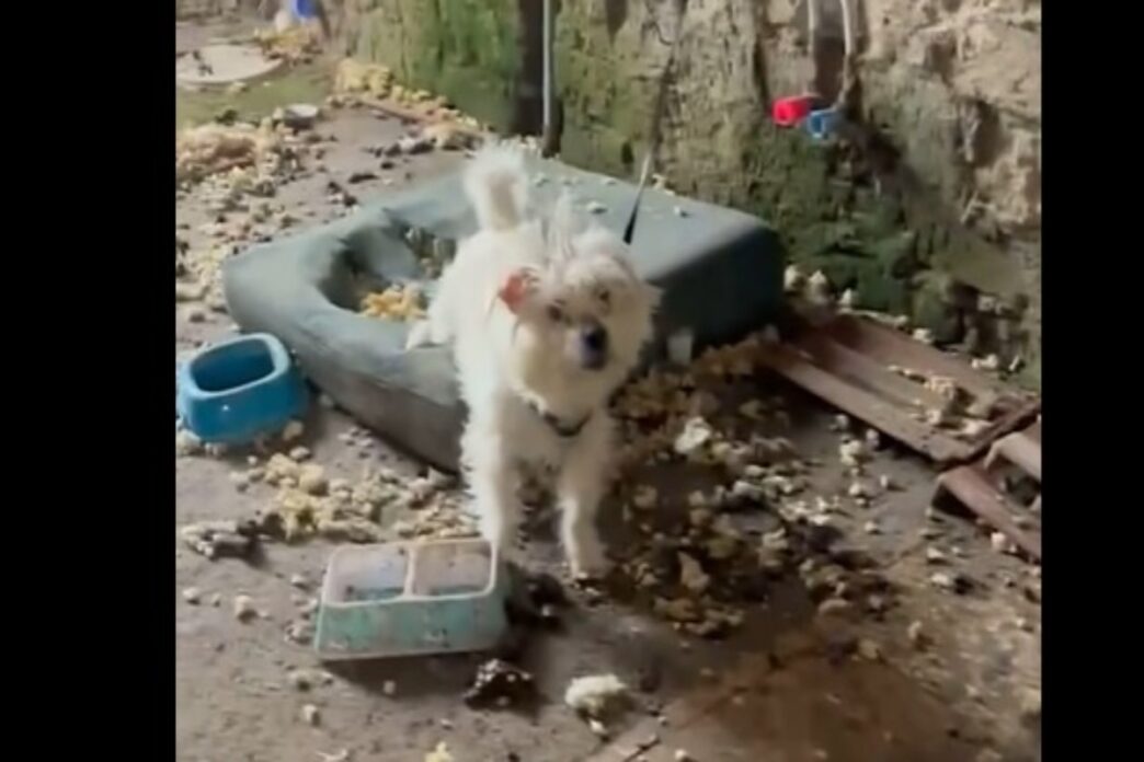Cane Abbandonato A Benevento3A