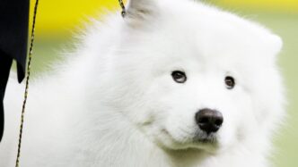 Cane Trovato Senza Vita3A Il Ge