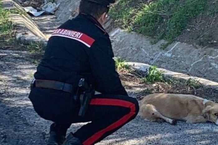 Cani E Violenza3A Anziana Denun