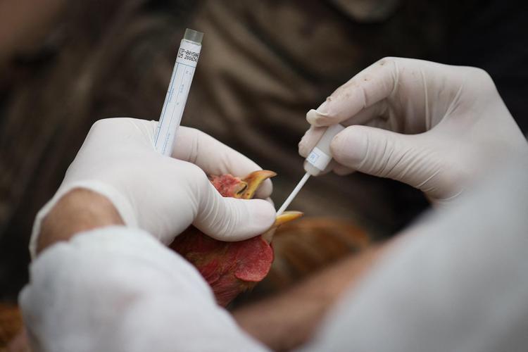 Caso Di Influenza Aviaria A Va