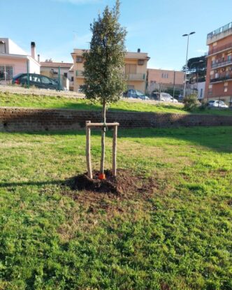 Cerveteri3A Nuova Piantumazione