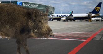 Cinghiale In Aeroporto3A Un27Imp