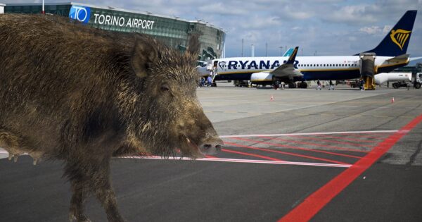 Cinghiale In Aeroporto3A Un27Imp