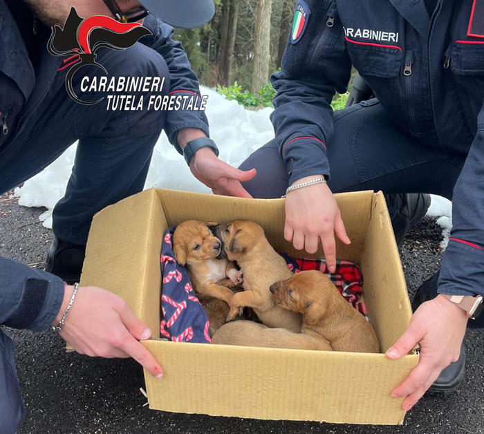 Cinque Cuccioli Meticci Salvat