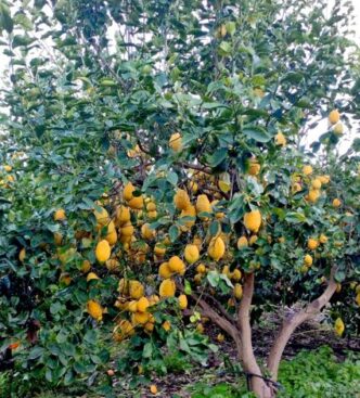 Cresce La Produzione Di Arance