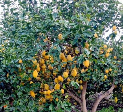 Cresce La Produzione Di Arance
