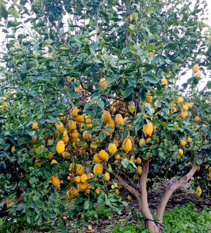Cresce La Produzione Di Arance