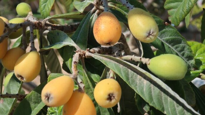 Cresce La Produzione Di Kaki A