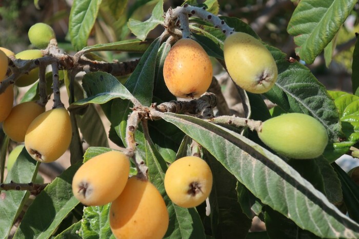 Cresce La Produzione Di Kaki A