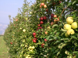 Crescita Della Produzione Di M