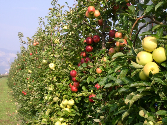 Crescita Della Produzione Di M