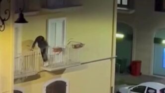 Crispano Scossa Da Tentato Fur