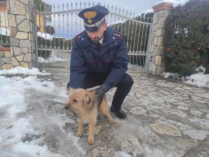 Cucciolo Smarrito Sulla Provin