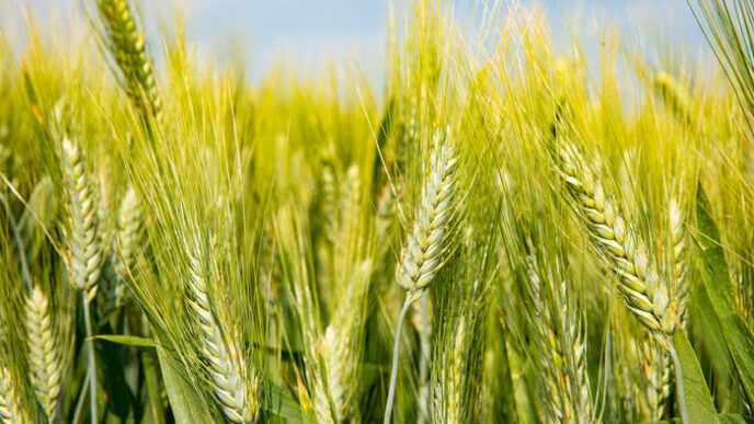 Decodificare I Geni Del Grano
