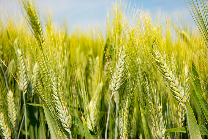 Decodificare I Geni Del Grano