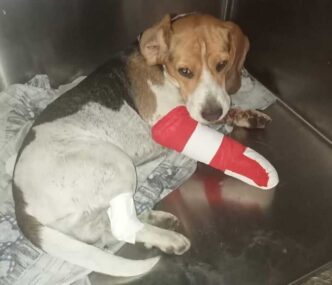 Due Cani In Difficoltc3A0 A Santa