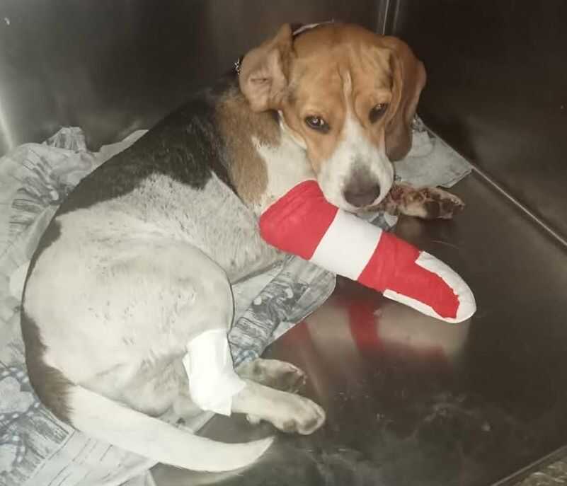 Due Cani In Difficoltc3A0 A Santa