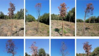 Ecologia A Rischio3A La Rifores