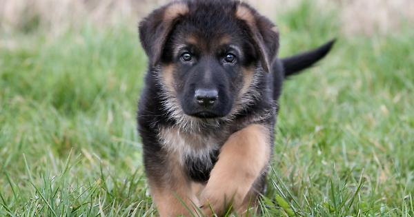 Furto Di Cuccioli Di Pastore T
