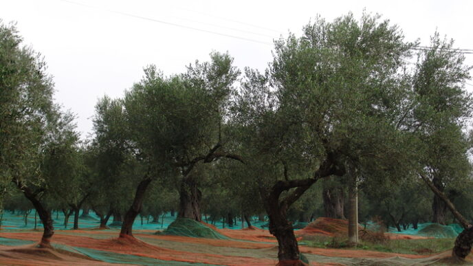 Il Rilancio Dell27Olivicoltura