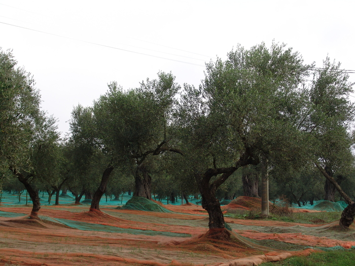 Il Rilancio Dell27Olivicoltura
