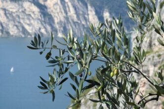 Incontro Sull27Olivicoltura3A Es