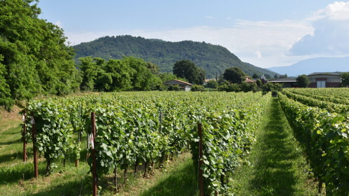 Innovazione Nei Vigneti3A Un Ap