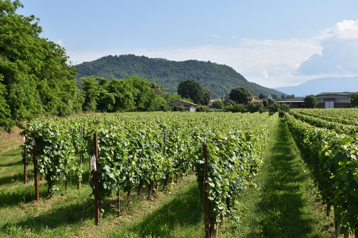 Innovazione Nei Vigneti3A Un Ap
