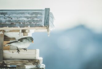 Inverno Da Sogno Tra Natura E