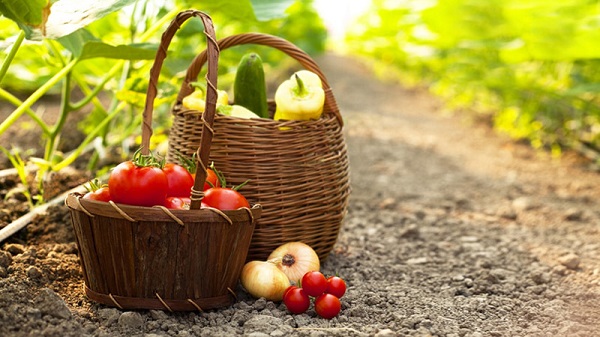 L27Agricoltura Italiana Scrive