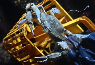 L27Allerta Per Il Granchio Blu