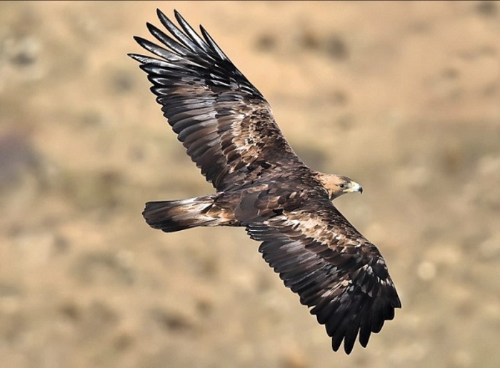 L27Aquila Reale Si Stabilisce N